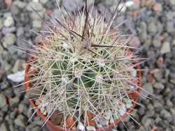 Echinocereus coccineus, květináč 5,5 cm - 12411722