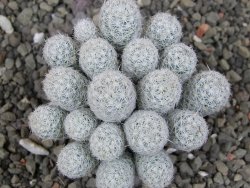 Escobaria sneedii SB 730 Eddy Co. NM, CITES IA pot 5,5 cm, seedling