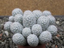 Escobaria sneedii SB 730 Eddy Co. NM, CITES IA pot 5,5 cm, seedling - 12411730