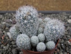 Escobaria sneedii SB 730 Eddy Co. NM, CITES IA pot 5,5 cm, seedling - 12411733
