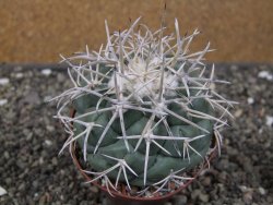 Coryphantha poselgeriana valida El Hundido květináč 9 cm - 12411740