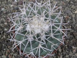 Coryphantha poselgeriana valida El Hundido květináč 9 cm - 12411742