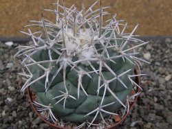 Coryphantha poselgeriana valida El Hundido květináč 9 cm - 12411743