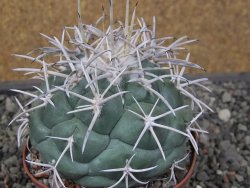 Coryphantha poselgeriana valida El Hundido květináč 9 cm - 12411744