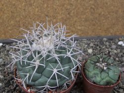 Coryphantha poselgeriana valida El Hundido květináč 9 cm - 12411745