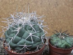 Coryphantha poselgeriana valida El Hundido květináč 9 cm - 12411746