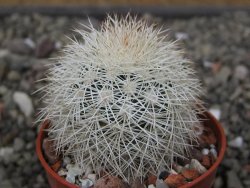 Echinocereus dasyacanthus Brewster pot 5,5 cm