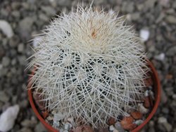 Echinocereus dasyacanthus Brewster pot 5,5 cm - 12411748