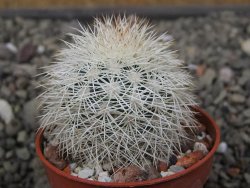 Echinocereus dasyacanthus Brewster pot 5,5 cm - 12411750