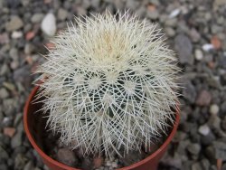 Echinocereus dasyacanthus Brewster pot 5,5 cm