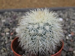 Echinocereus dasyacanthus Brewster pot 5,5 cm - 12411752
