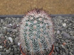 Echinocereus dasyacanthus výběr z květů, květináč 5,5 cm - 12411763