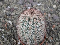 Echinocereus dasyacanthus výběr z květů, květináč 5,5 cm - 12411764