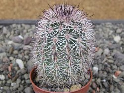 Echinocereus dasyacanthus výběr z květů, květináč 5,5 cm
