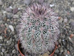 Echinocereus dasyacanthus výběr z květů, květináč 5,5 cm - 12411768