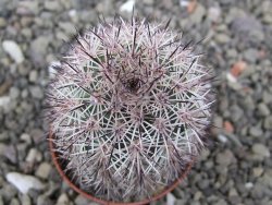 Echinocereus dasyacanthus výběr z květů, květináč 5,5 cm - 12411769