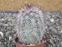 Echinocereus dasyacanthus výběr z květů, květináč 5,5 cm - 12411770