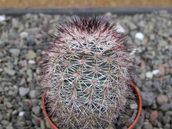 Echinocereus dasyacanthus výběr z květů, květináč 5,5 cm