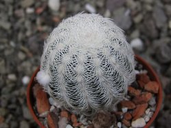 Echinocereus reichenbachii albispinus pot 5,5 cm