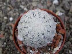 Echinocereus reichenbachii albispinus pot 5,5 cm - 12411777