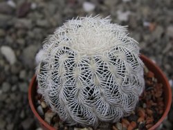 Echinocereus reichenbachii albispinus pot 5,5 cm