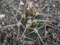Gymnocalycium armatum, pot 5,5 cm