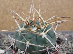 Gymnocalycium armatum, pot 5,5 cm - 12411794