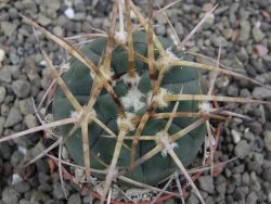 Gymnocalycium armatum, pot 5,5 cm - 12411795