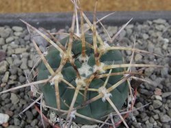 Gymnocalycium armatum, pot 5,5 cm - 12411796