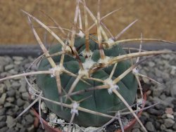 Gymnocalycium armatum, pot 5,5 cm - 12411797