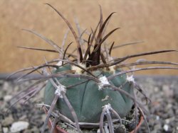 Gymnocalycium armatum LH1431 Pajcho centro, Tarija, pot 5,5 cm - 12411809