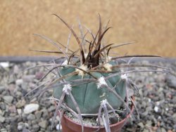 Gymnocalycium armatum LH1431 Pajcho centro, Tarija, pot 5,5 cm - 12411810