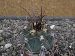 Gymnocalycium armatum LH1431 Pajcho centro, Tarija, pot 5,5 cm - 12411812