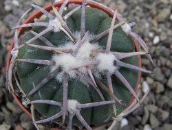 Echinocactus horizonthalonius Corazon del Monte pot 5,5 cm - 12411821