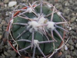 Echinocactus horizonthalonius Corazon del Monte pot 5,5 cm