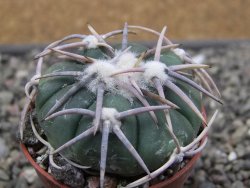 Echinocactus horizonthalonius Corazon del Monte pot 5,5 cm - 12411823