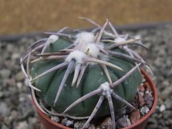 Echinocactus horizonthalonius Corazon del Monte pot 5,5 cm - 12411824
