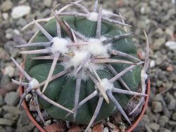Echinocactus horizonthalonius Corazon del Monte pot 5,5 cm - 12411825