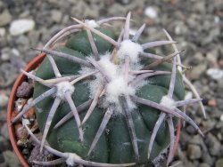 Echinocactus horizonthalonius Corazon del Monte pot 5,5 cm - 12411826