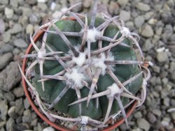 Echinocactus horizonthalonius Corazon del Monte pot 5,5 cm - 12411828