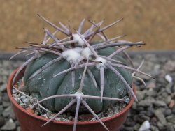 Echinocactus horizonthalonius Corazon del Monte pot 5,5 cm - 12411837