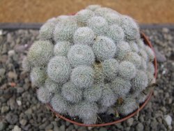 Aylostera heliosa X albiflora květináč 9 cm - 12411841