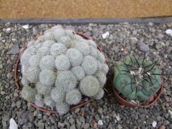 Aylostera heliosa X albiflora květináč 9 cm - 12411844