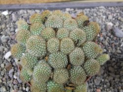 Aylostera fabrisii aureiflora, pot 9 cm