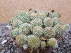 Aylostera fabrisii aureiflora, pot 9 cm - 12411854