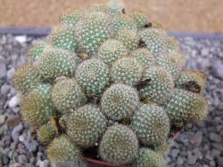 Aylostera fabrisii aureiflora, pot 9 cm - 12411856