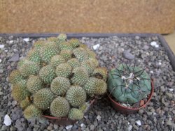 Aylostera fabrisii aureiflora, pot 9 cm - 12411857