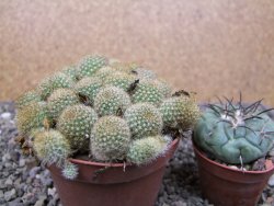 Aylostera fabrisii aureiflora, pot 9 cm - 12411858