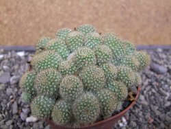 Aylostera fabrisii aureiflora, květináč 9 cm - 12411860