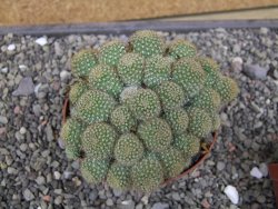 Aylostera fabrisii aureiflora, květináč 9 cm - 12411861